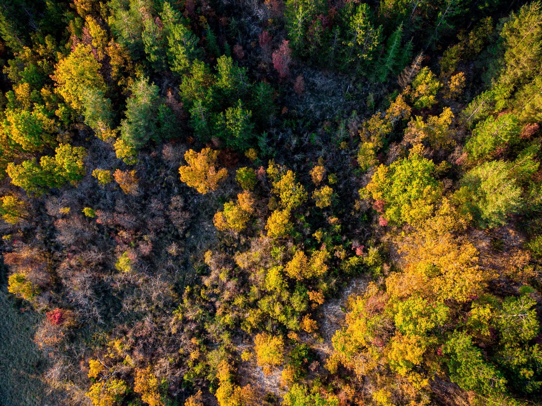 Dron u šumarstvu tokom procene stanja šume i ranog otkrivanja požara